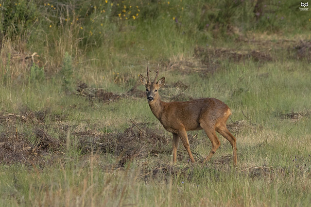 Corco, European roe deer (Capreolus capreolus)