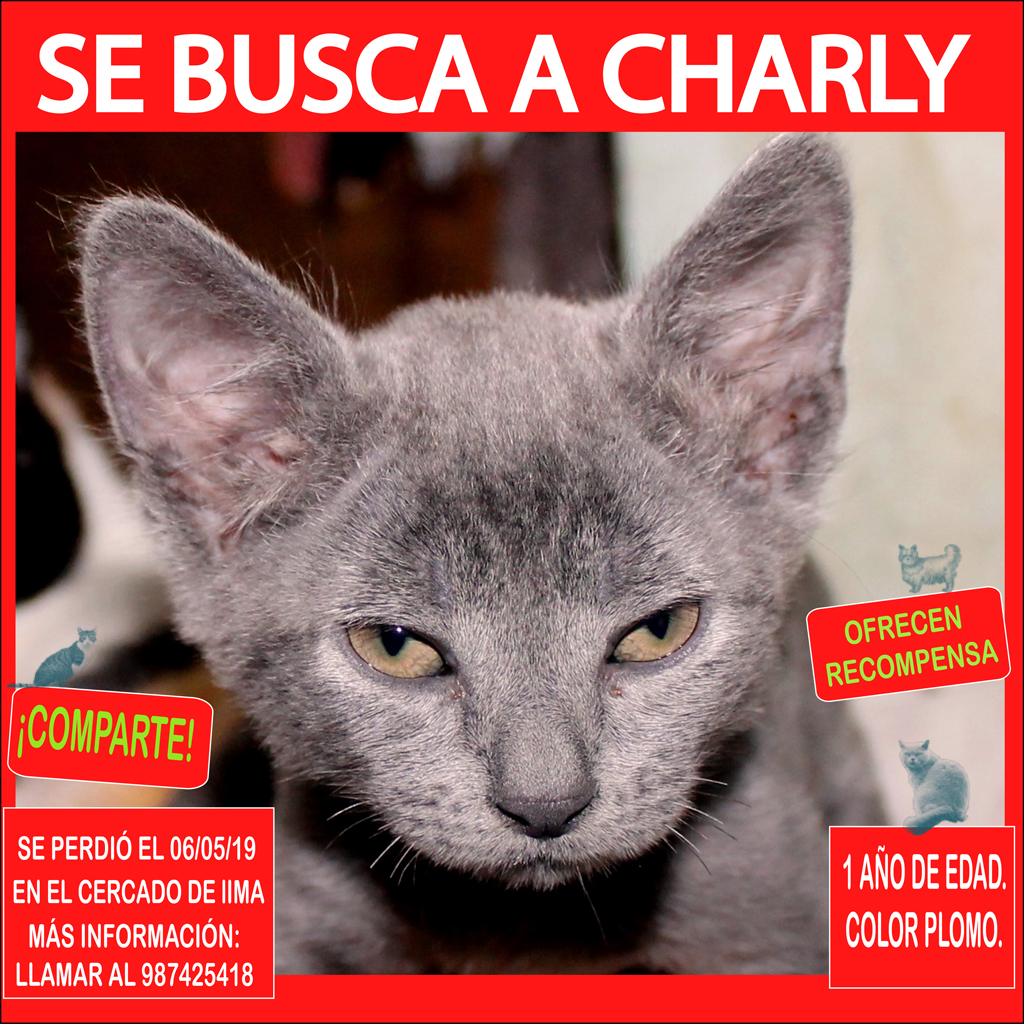 SE BUSCA A CHARLY