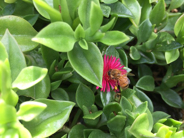 Bee on Aptenia cordifolia
