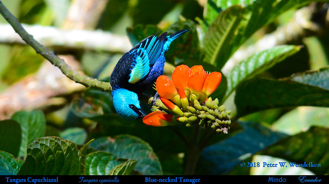 BLUE-NECKED TANAGER Tangara cyanicollis Bending Over to Drink Erythrina Flower Nectar in Mindo, ECUADOR. Tanager Photo by Peter Wendelken.