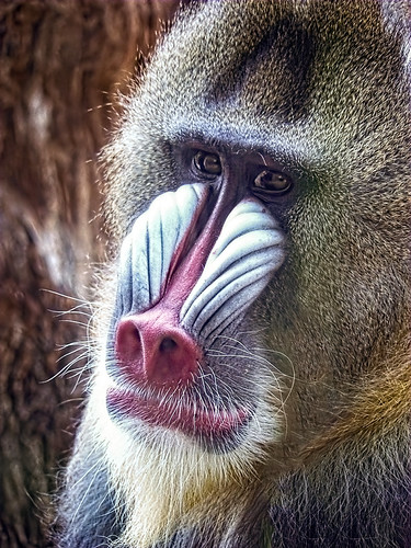 Mandrill from Gabon West Africa at the Portland (OR) Zoo by mharrsch, Enhanced with ON1 Software's Magical Sunset Preset with warmed color, Dynamic Contrast Enhance Textu
