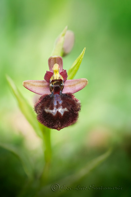 Ophrys catalaunica x Ophrys speculum