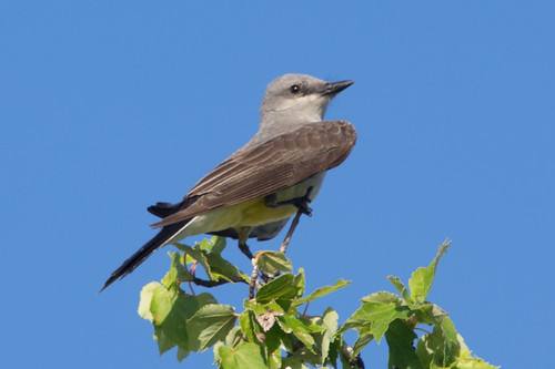 bird fauna flickr corningca westernkingbird