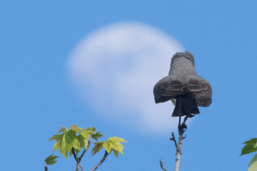 bird fauna corningca moon flickr westernkingbird