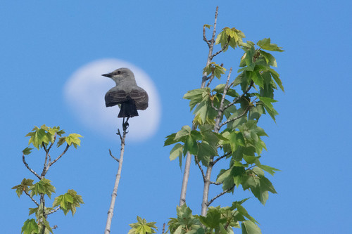 moon bird fauna flickr corningca westernkingbird