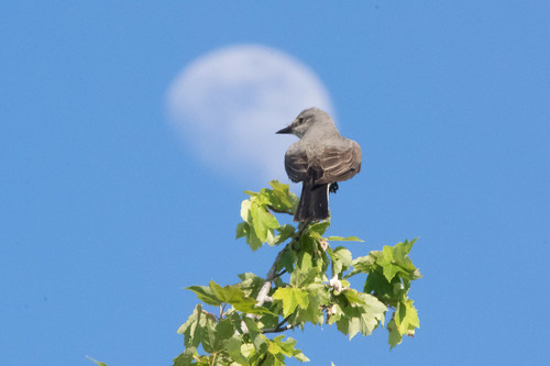 moon bird fauna flickr corningca westernkingbird