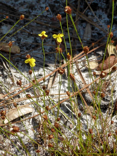yellow damp spring april listed