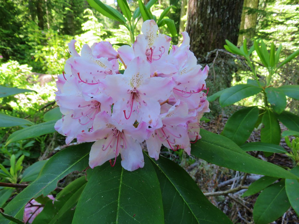 Rhododendron blossoms