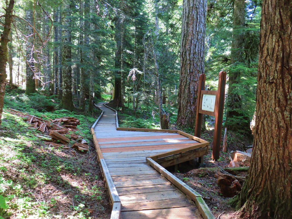 Interpretive sign along the Old Growth Trail