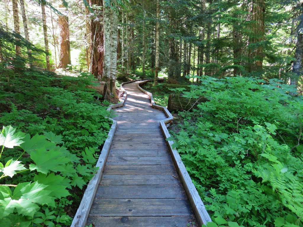 Old Growth Trail
