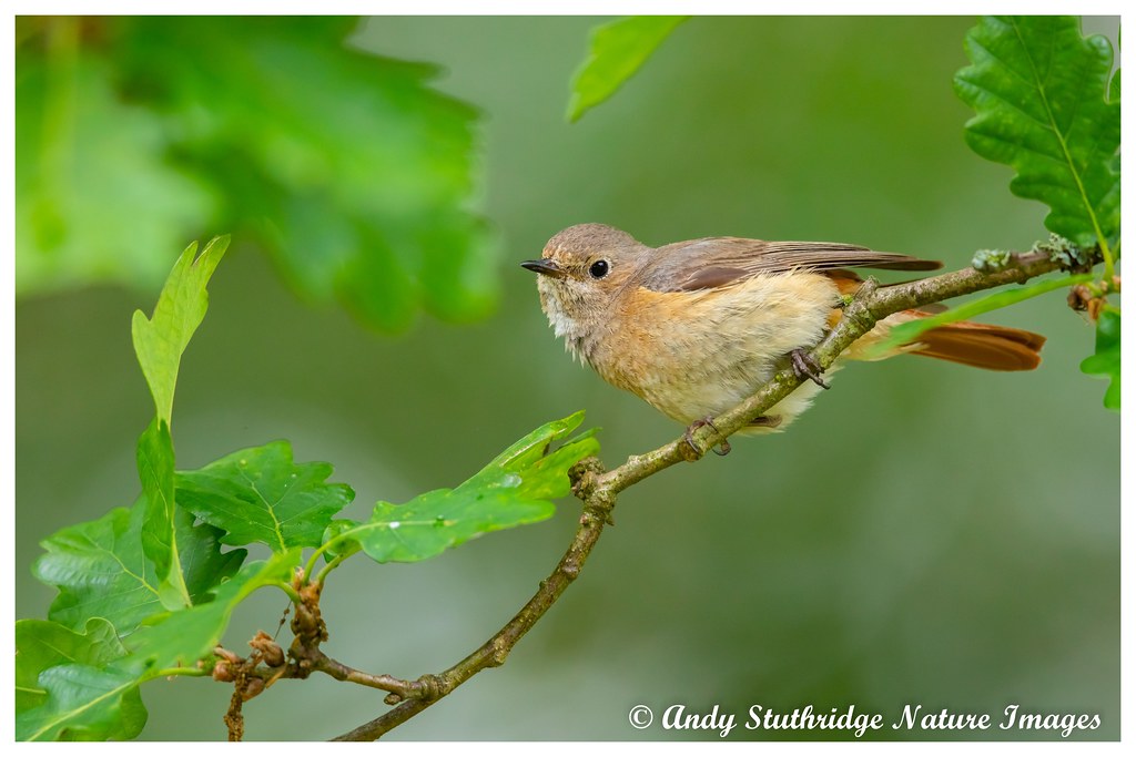 Female Redstart in Oak Tree