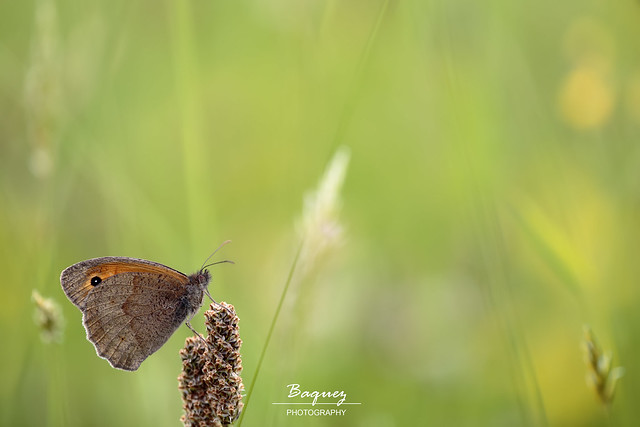 Meadow brown - Mariposa Loba