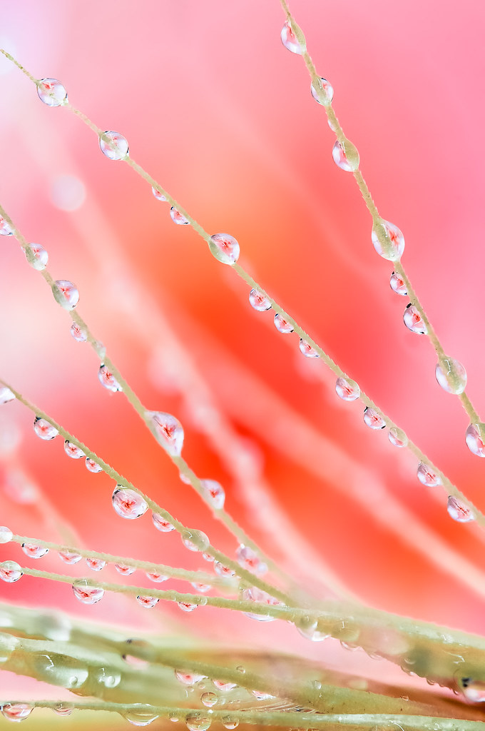 Macrofotografia Drops & Flowers - Macro fotografia con gocce d'acqua e fiori (Macro photo with water drops and flowers)