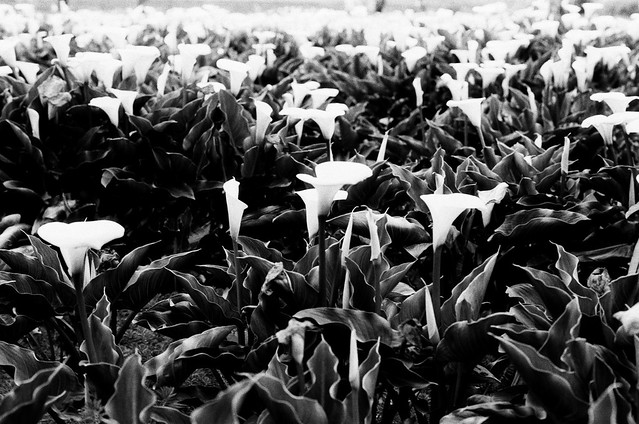 Monochrome lily field