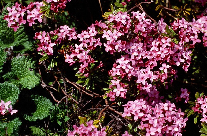 t9801165F | Heideröschen (Daphne cneorum). Ampezzaner Dolomiten, 02.06.1998