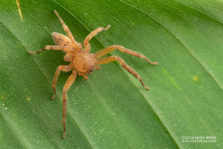 Huntsman spider (Stasina sp.) - DSC_5641