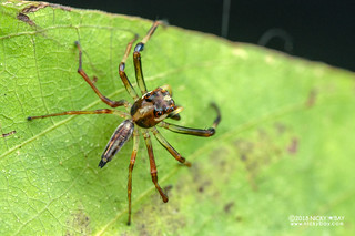 Wide-jawed jumping spider (Parabathippus sp.) - DSC_5599