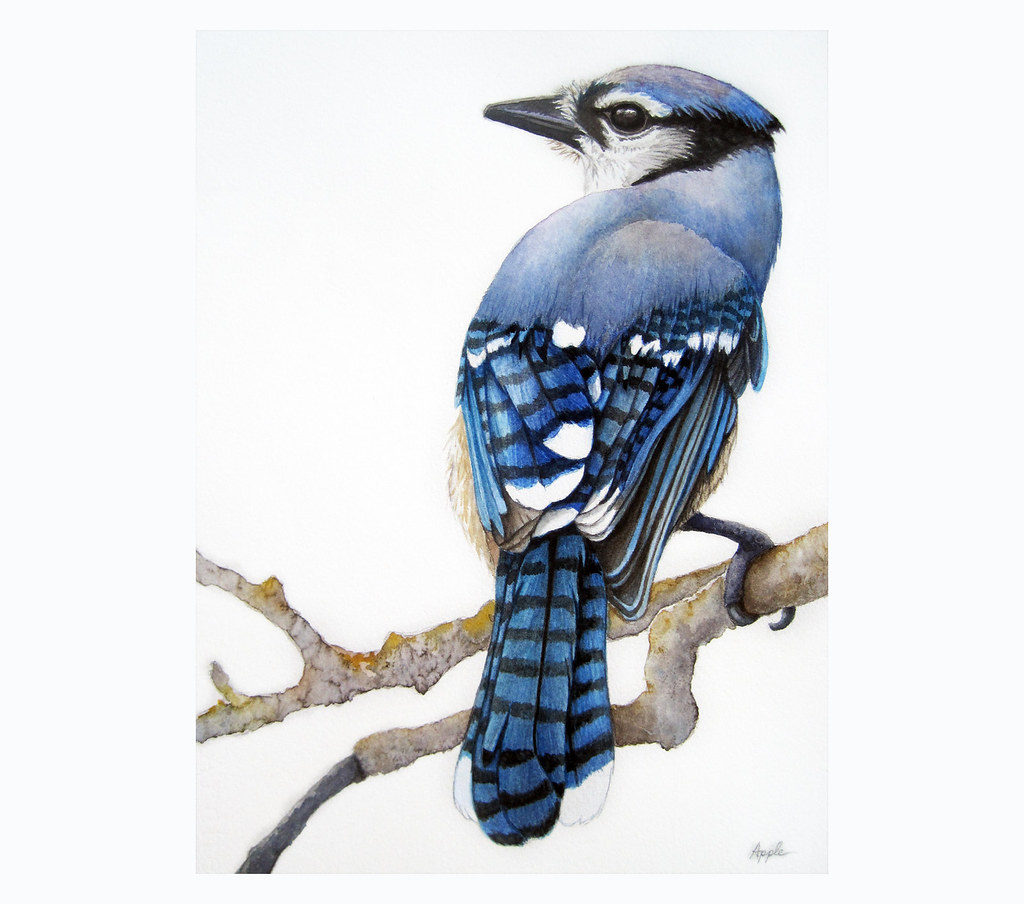 Details about   Blue Jay   Watercolor Bird Painting ORIGINAL Wildlife 4x6 