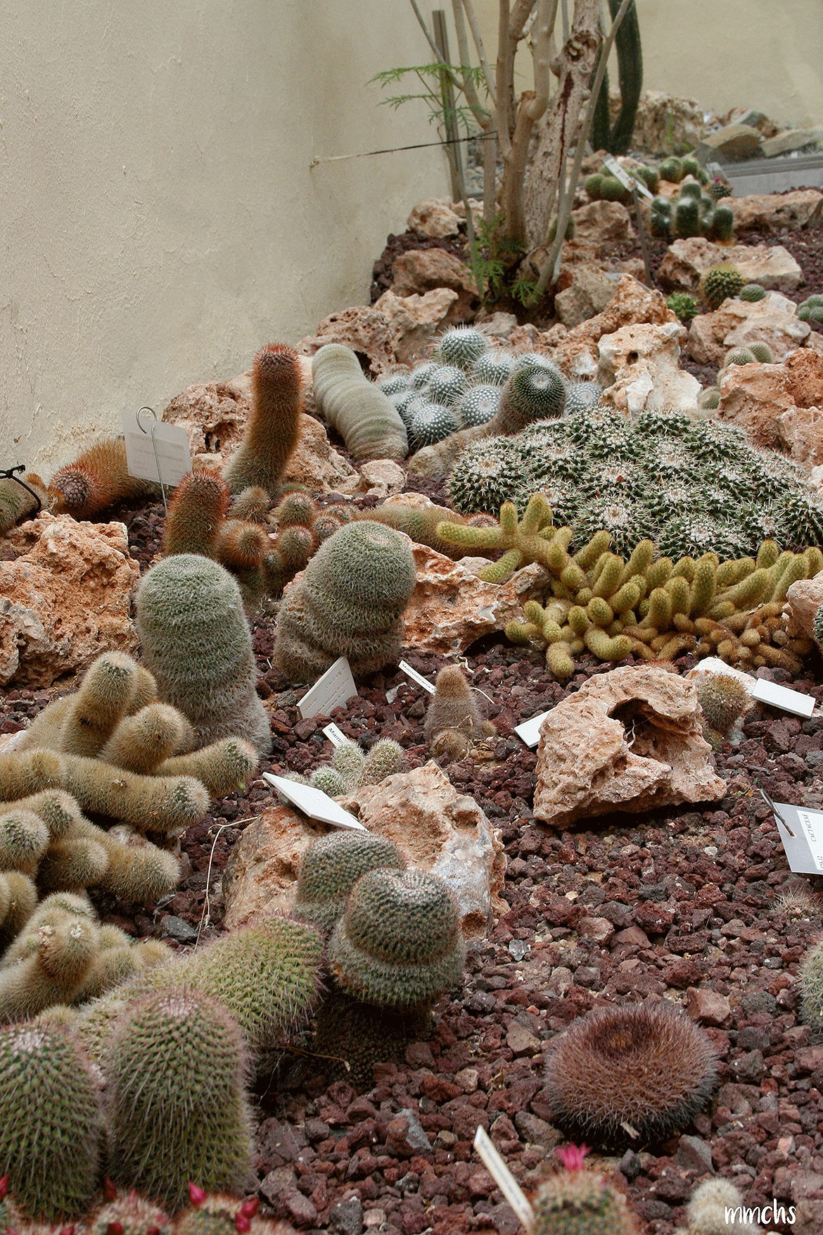 cactus jardín botánico Valencia