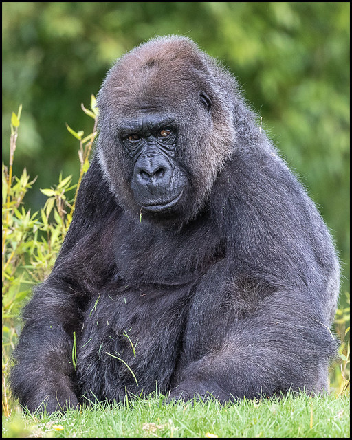 Western Lowland Gorilla (Female)