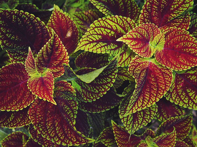 Plant patterns