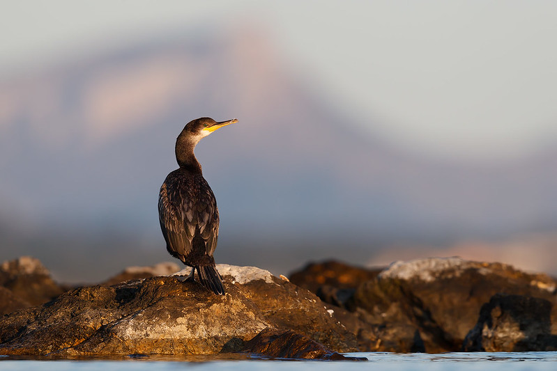 Gulosus aristotelis | European Shag | toppskarv