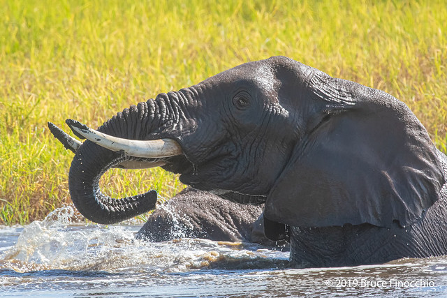 Bull Elephant Drinks And Splashes In The Silale Swamp