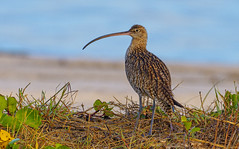 one endangered eastern curlew #1