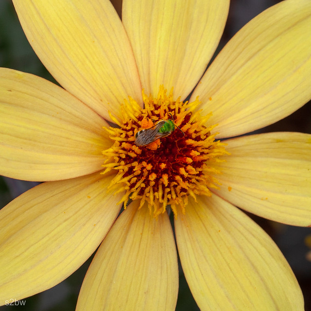 Green Bee close up.jpg