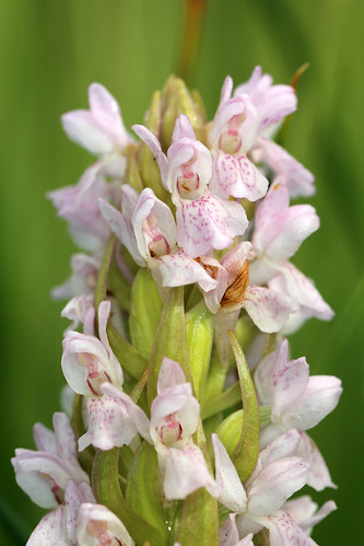 Early Marsh Orchid Dactylorhiza incarnata subsp. incarnata