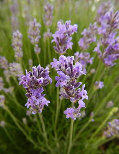 Purple Lavender flowers