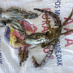 A gleaner's catch displayed from Beacou, Timor-Leste. Photo by Alex Tilley