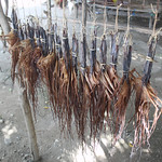 Dried octopuses for sale beside the road in Binagua, Timor-Leste. Photo by Alex Tilley