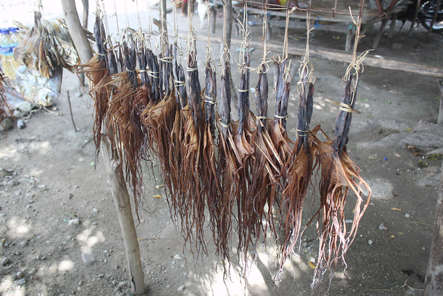 Dried octopuses for sale beside the road in Binagua, Timor-Leste. Photo by Alex Tilley