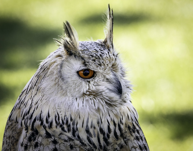 02469376422517-113-19-06-Duchess the Siberian Eagle Owl-3