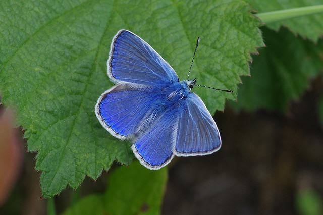 IMGP1735c Common Blue, Upwood Meadows, May 2019