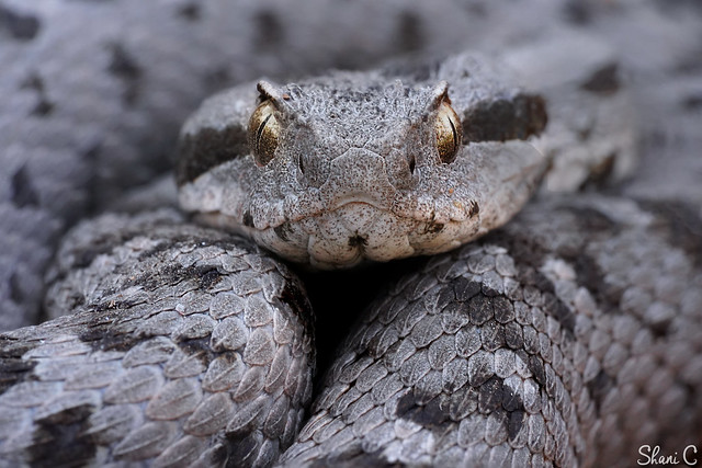 Up close with a Lebanon Viper (Montivipera bornmuelleri) A beautiful snake from Mt Hermon, Israel, 6.19