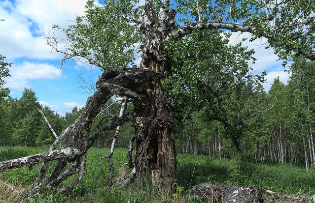 древняя берёза / very old birch tree 20190615__DSC2356