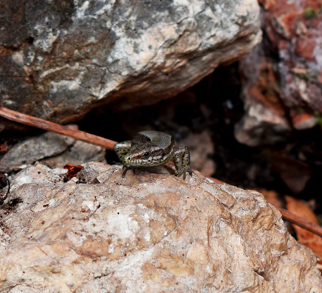 Common Wall Lizard / Lézard des Murailles