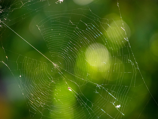 ein ramponiertes Spinnennetz