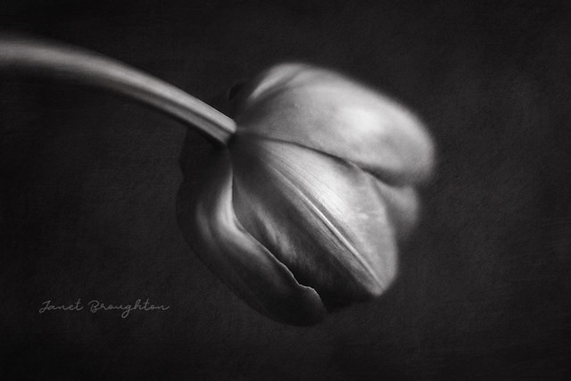 Simple Tulip (with texture)