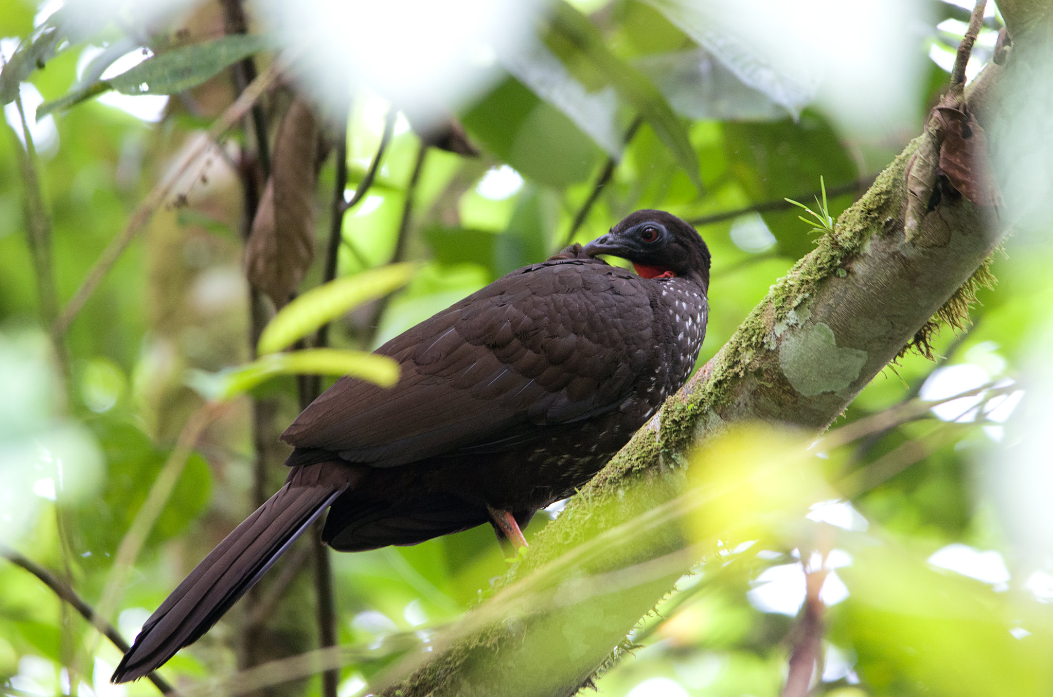 Птица озеры. Пенелопа птица. Черная Пенелопа птица. Пенелопа птица фото. Guanaja Pava.