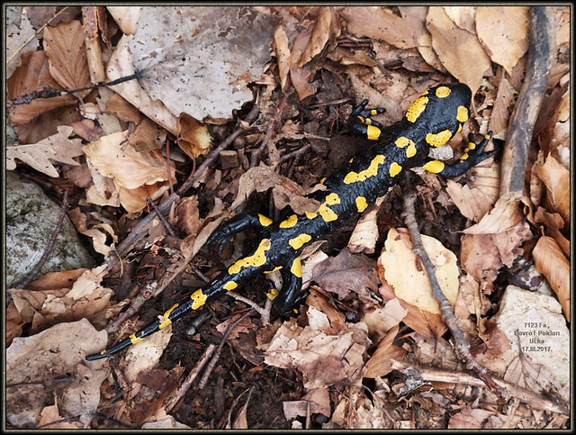 Salamandra salamandra, Fire salamander, Pjegavi daždevnjak, 7123 Fa, LovroT Poklon Učka, 17.III.2017.