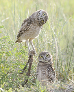 Burrowing Owls | by neonflamingos