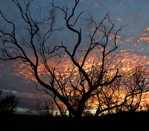 vertorama tree sunset silhouette manlydam