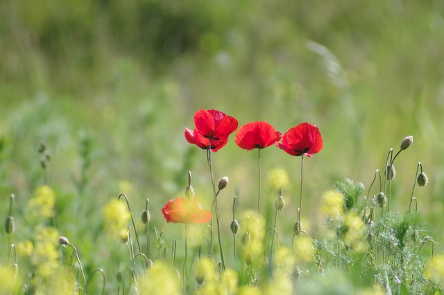 Four big poppies | Tair 11a 135 mm f/2.8 | IMGP2556cc