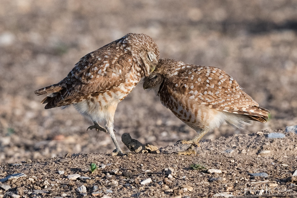 Burrowing owl love…