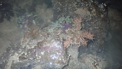 Various marine life on Changi rocky shore