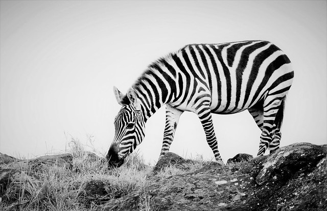 Zebra above