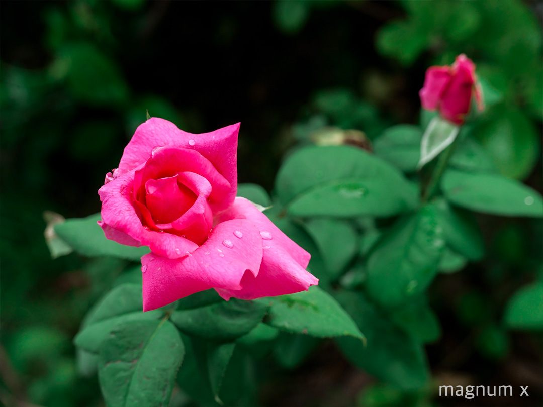 ภาพถ่ายดอกไม้ กล้อง Leica D-Lux 7